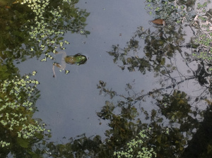 frog_300