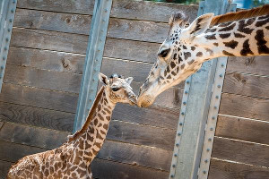 houston_giraffe_300