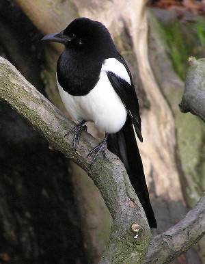 magpie_300