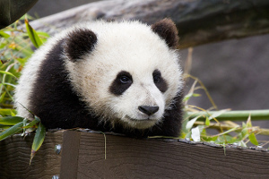 panda_300