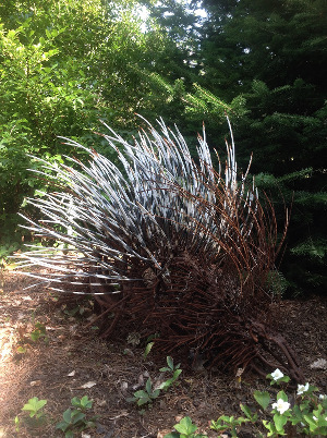 porcupine_300
