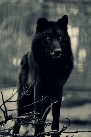 wolf_300