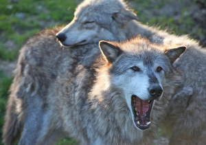 wolves_two_300
