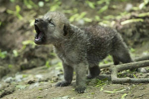 artic_wolf_300