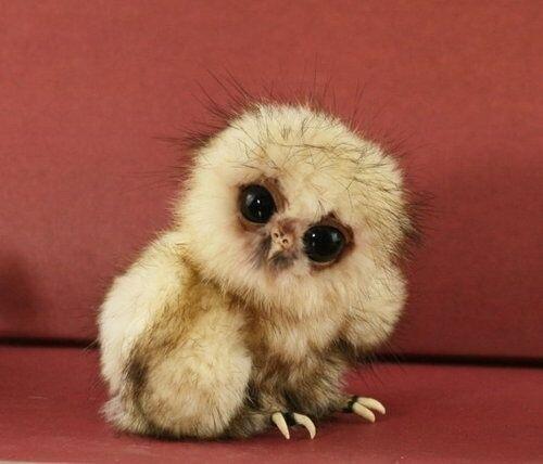 baby_owl