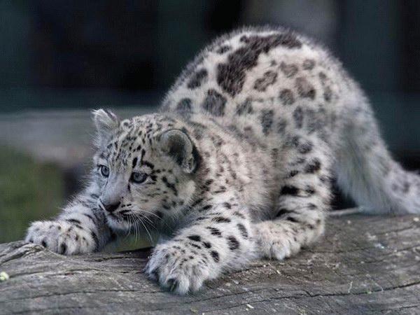 baby_snow_leopard