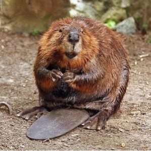 beaver_300