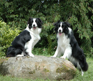 border_collie_300