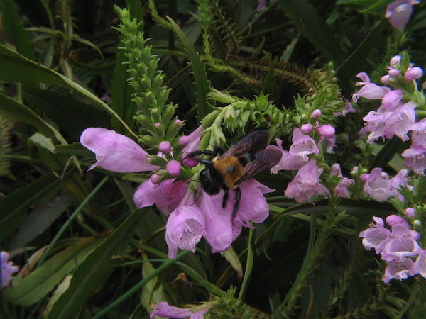 Bumble on Obedient Plant