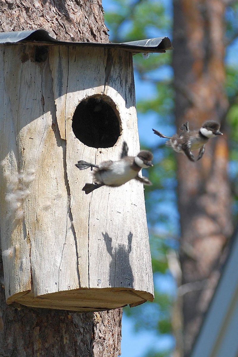 baby-common-goldeneye-ducks-leaving-nest-flying-for-first-time