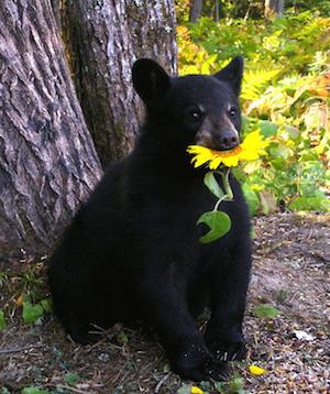 bear_sunflower_300
