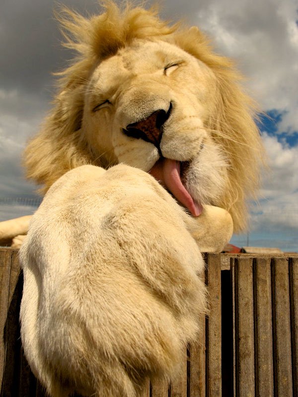lion licking paw links