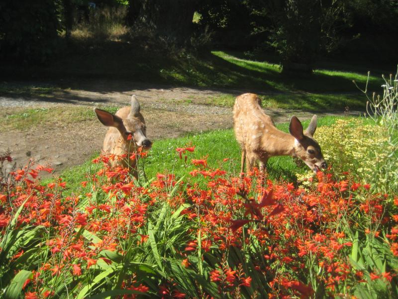fawns munching red flowers links
