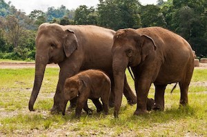 elephants_2_300