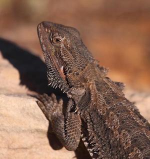 lizard_300
