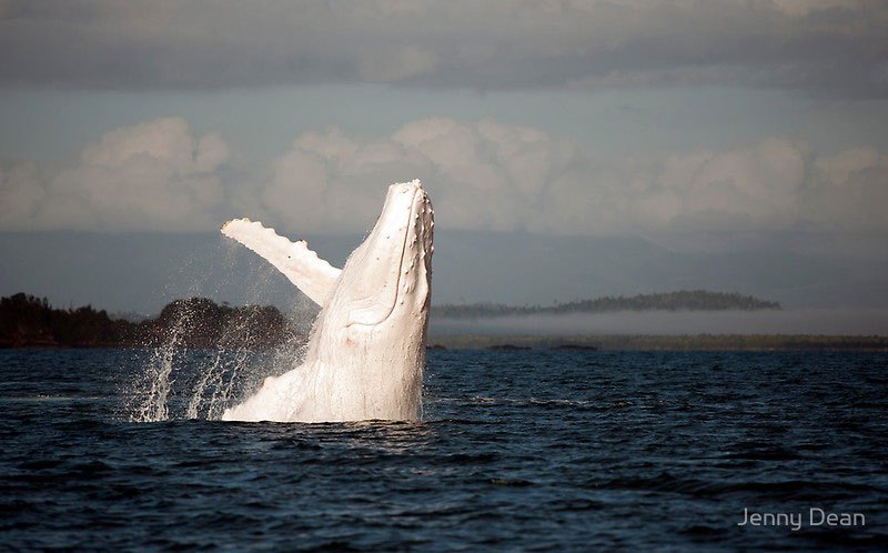 albino whale links