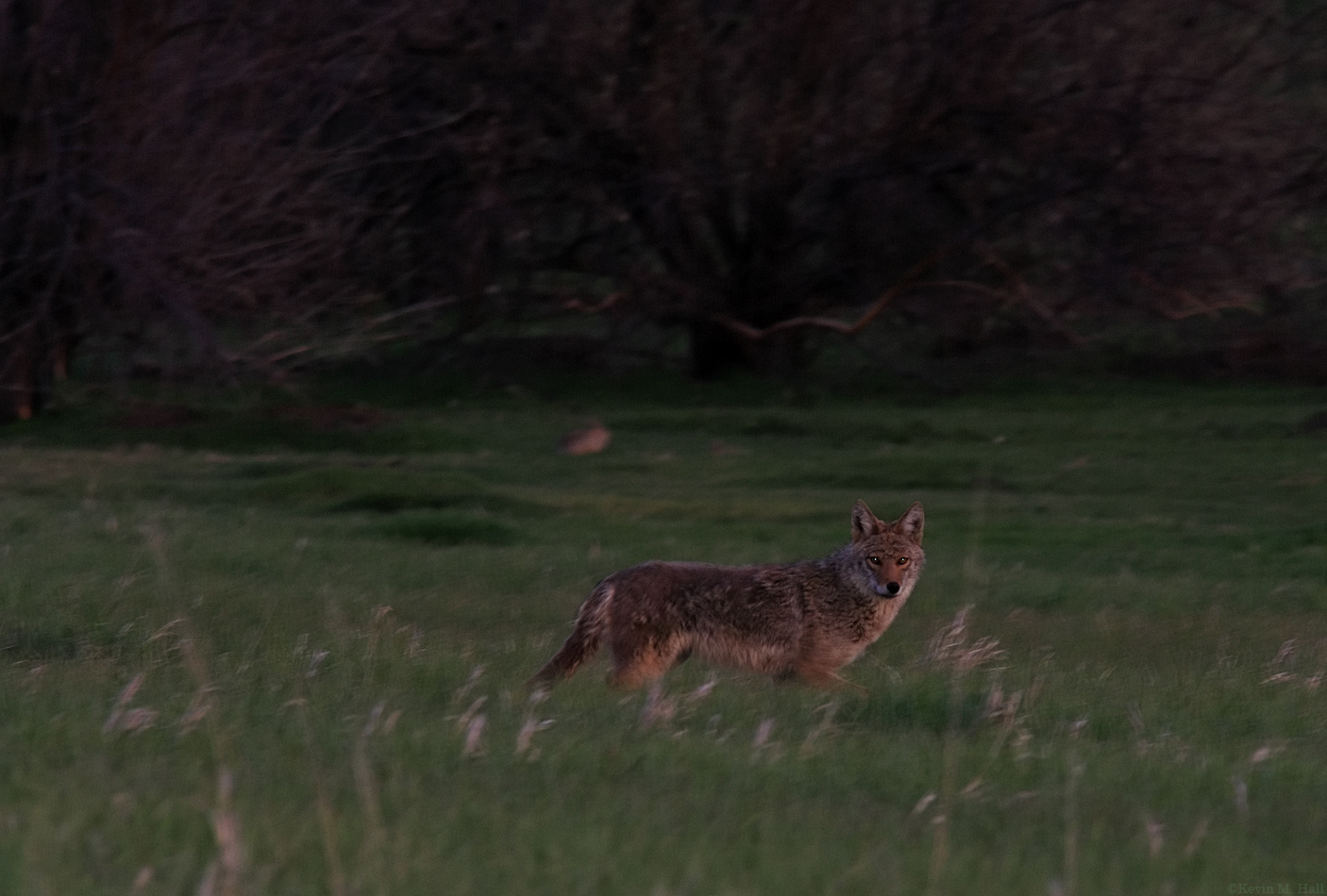 Coyote at Twilight