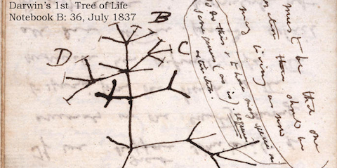 Darwin-Tree-of-Life