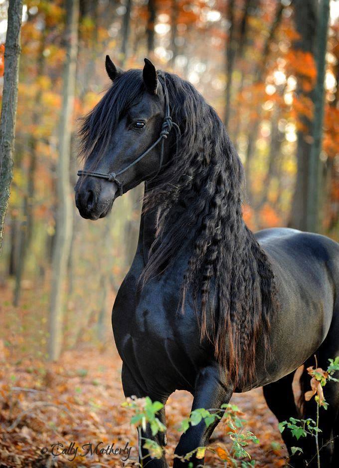 black horse links