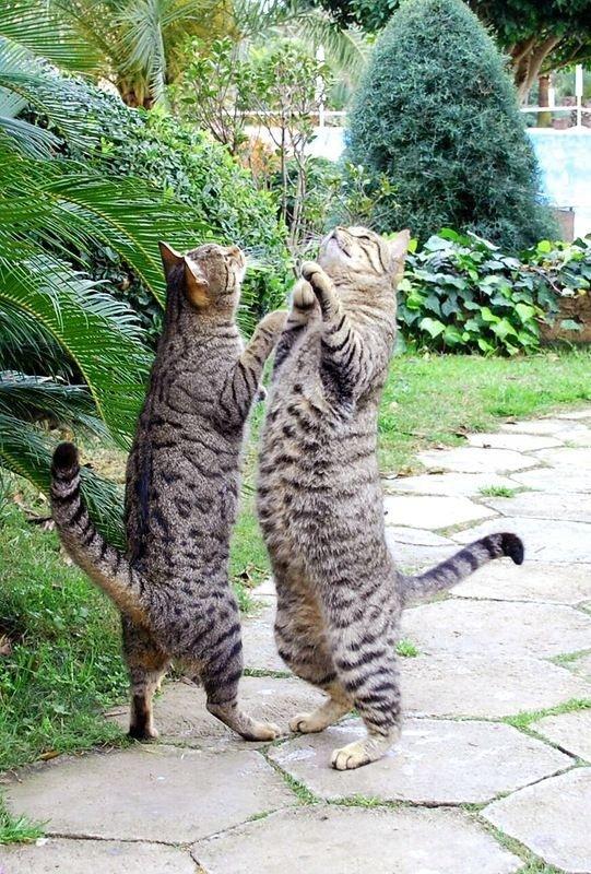 dancing cats links