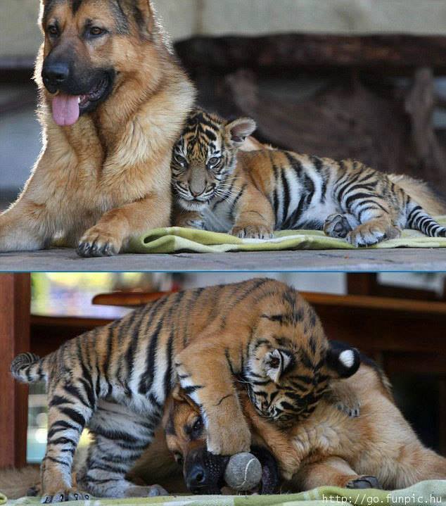 dog and tiger cub links