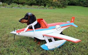 dog_airplane_300
