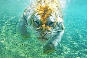 tiger_300