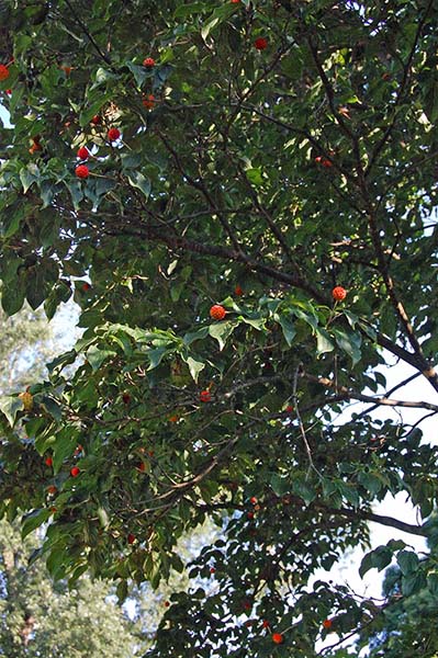 tree_red_berries