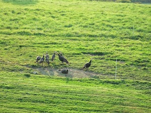 turkeys_300