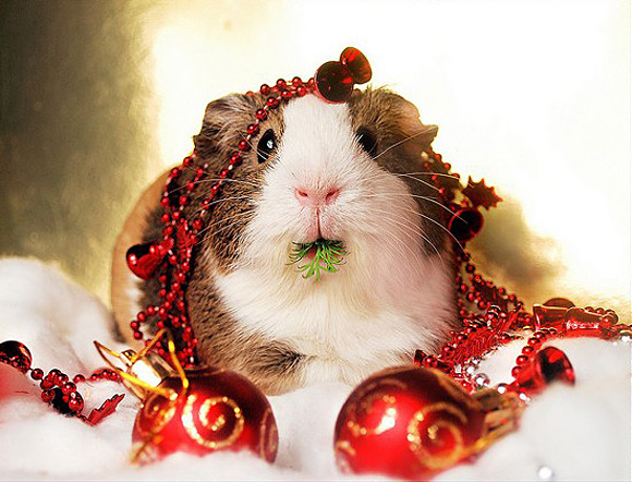 Cute-Christmas-Animals-23