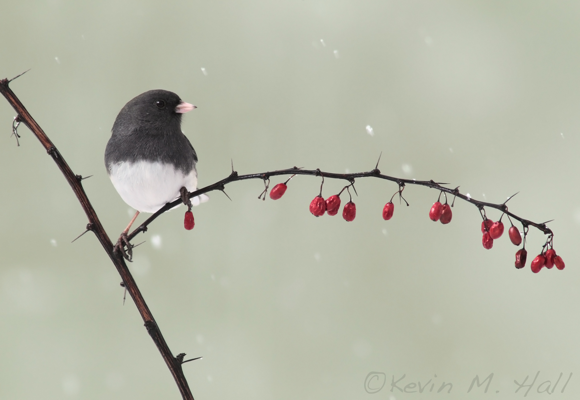 Dark-eyed Junco XIV