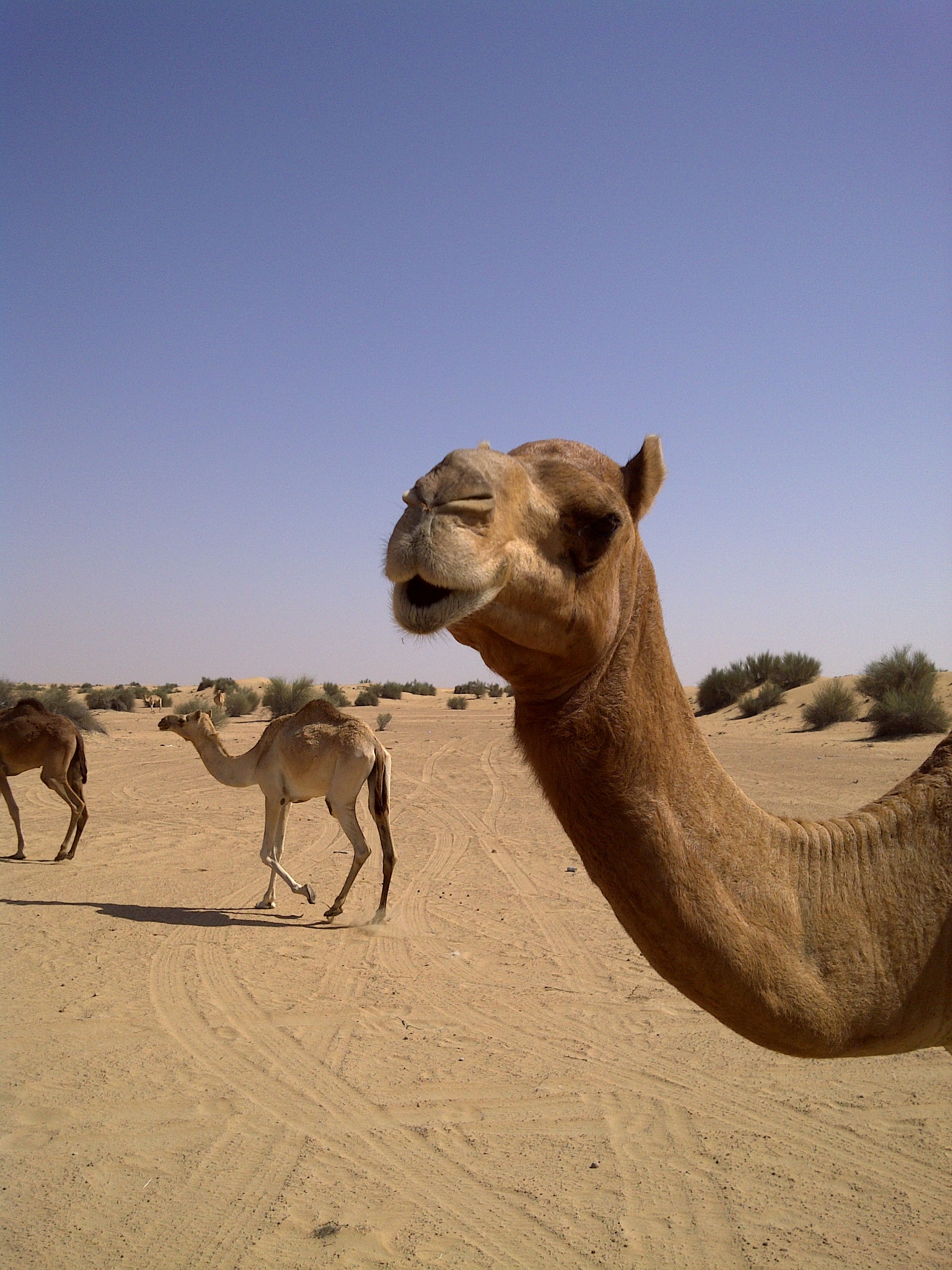 Dubai camel links