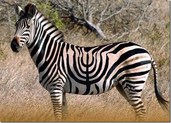Jewish zebra links