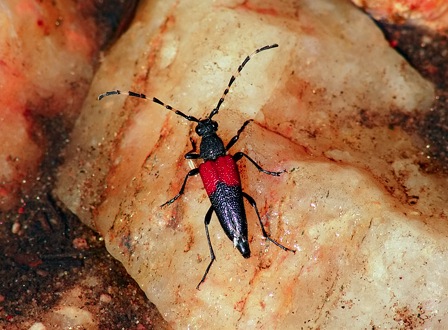 flower longhorn beetle links