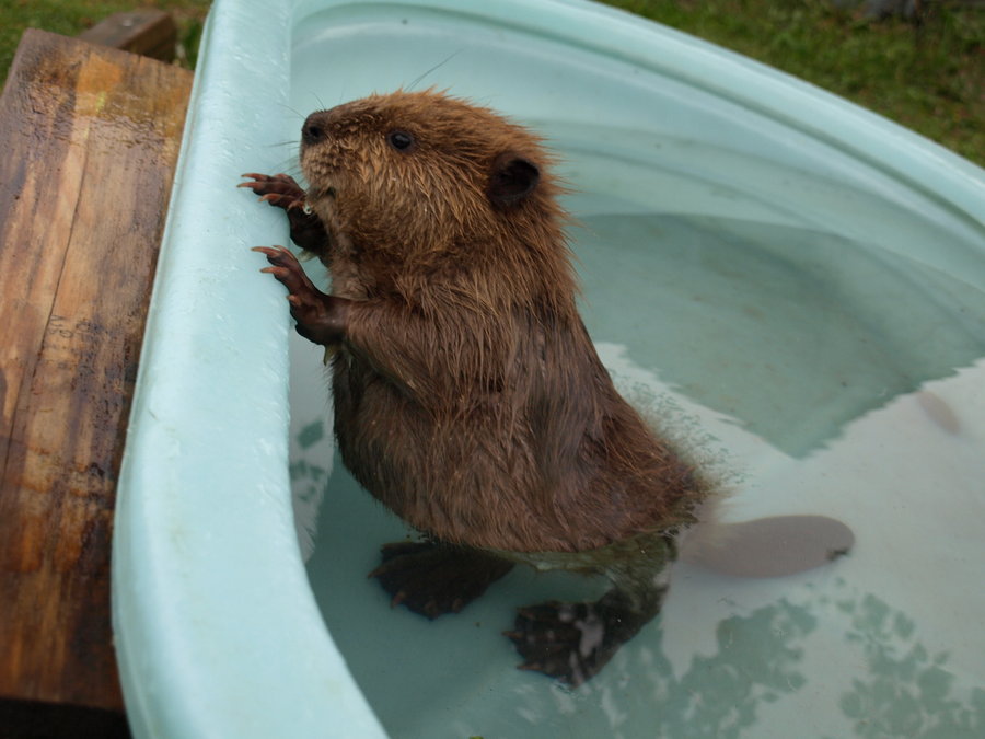 baby beaver links