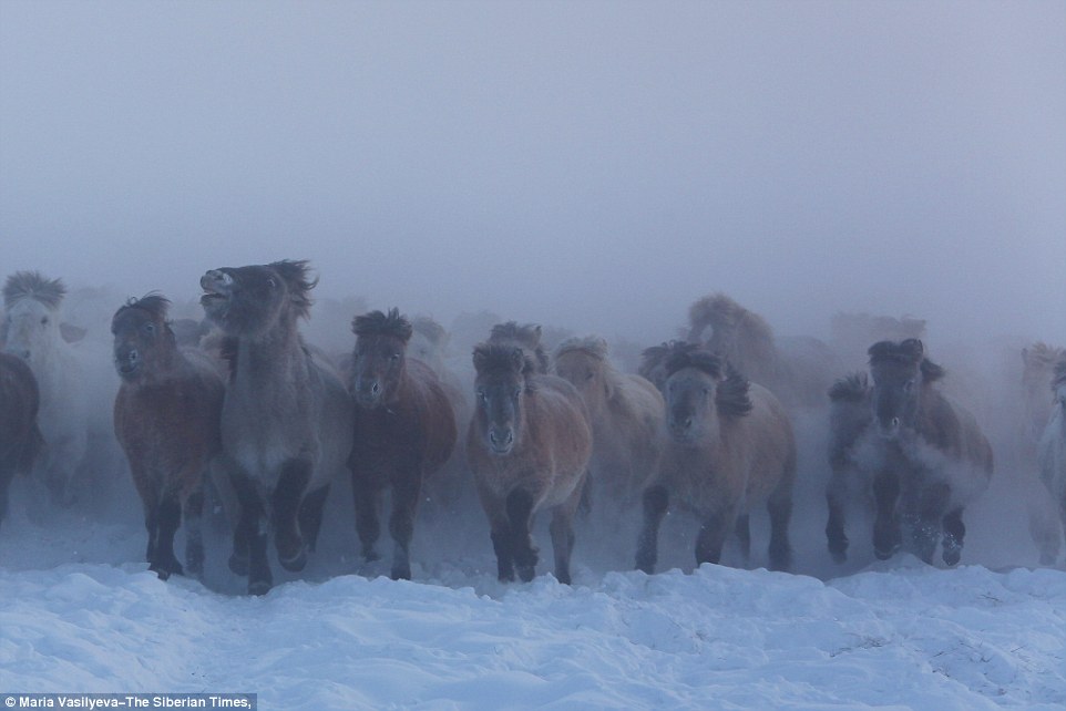 Yakut horses links