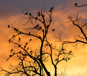 birds_300