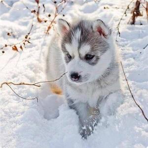 husky_300