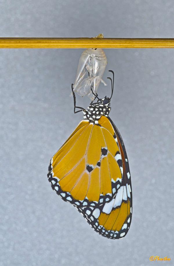 monarch