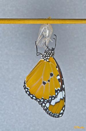 monarch_300