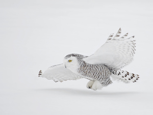 snowy_owl_300