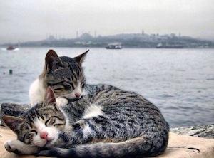two_cats_300