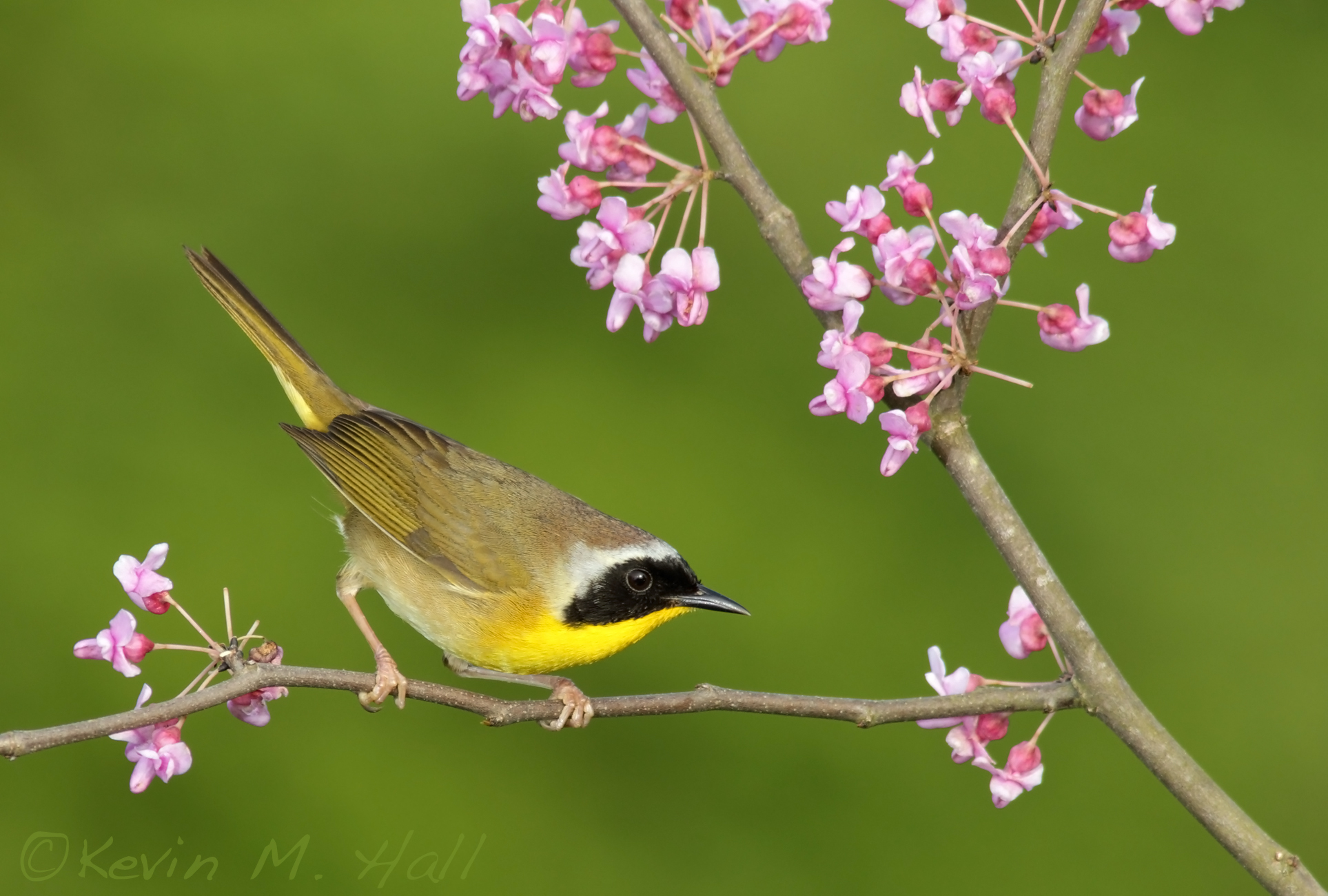 Common Yellowthroat XI