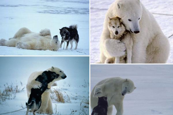 Polar bear and dog links