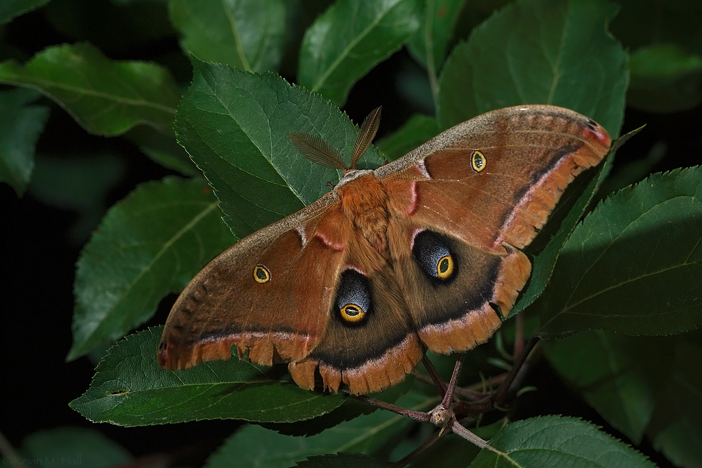 Polyphemus Moth