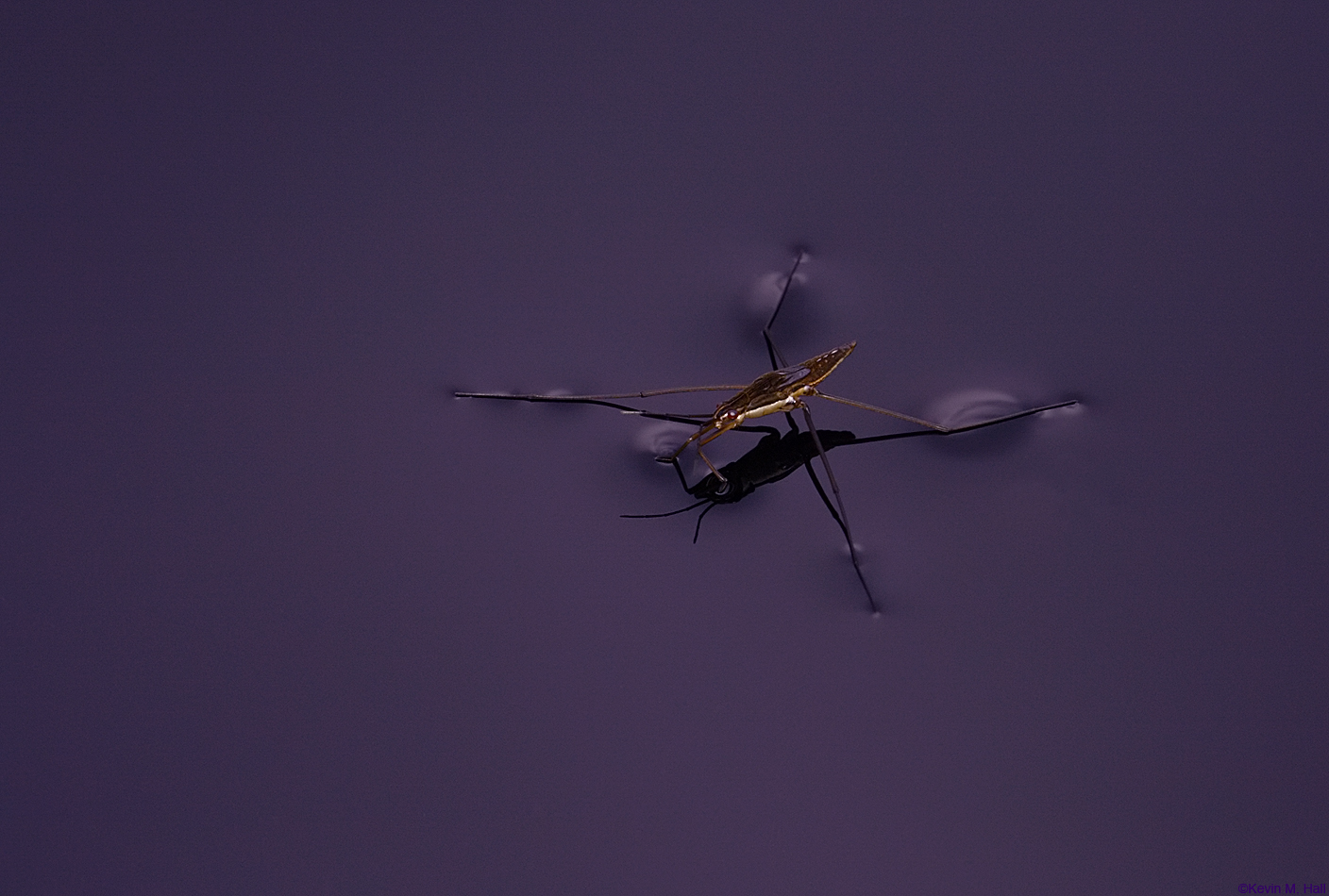 Water Strider