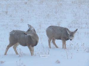 antidote_mule_deer_300