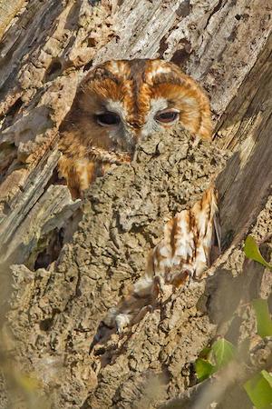 antidote_owl_300