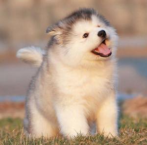 antidote_puppy_300