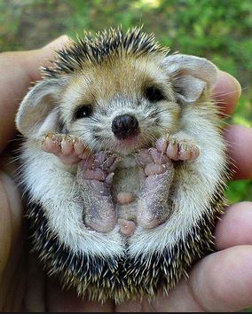 baby hedgehog links